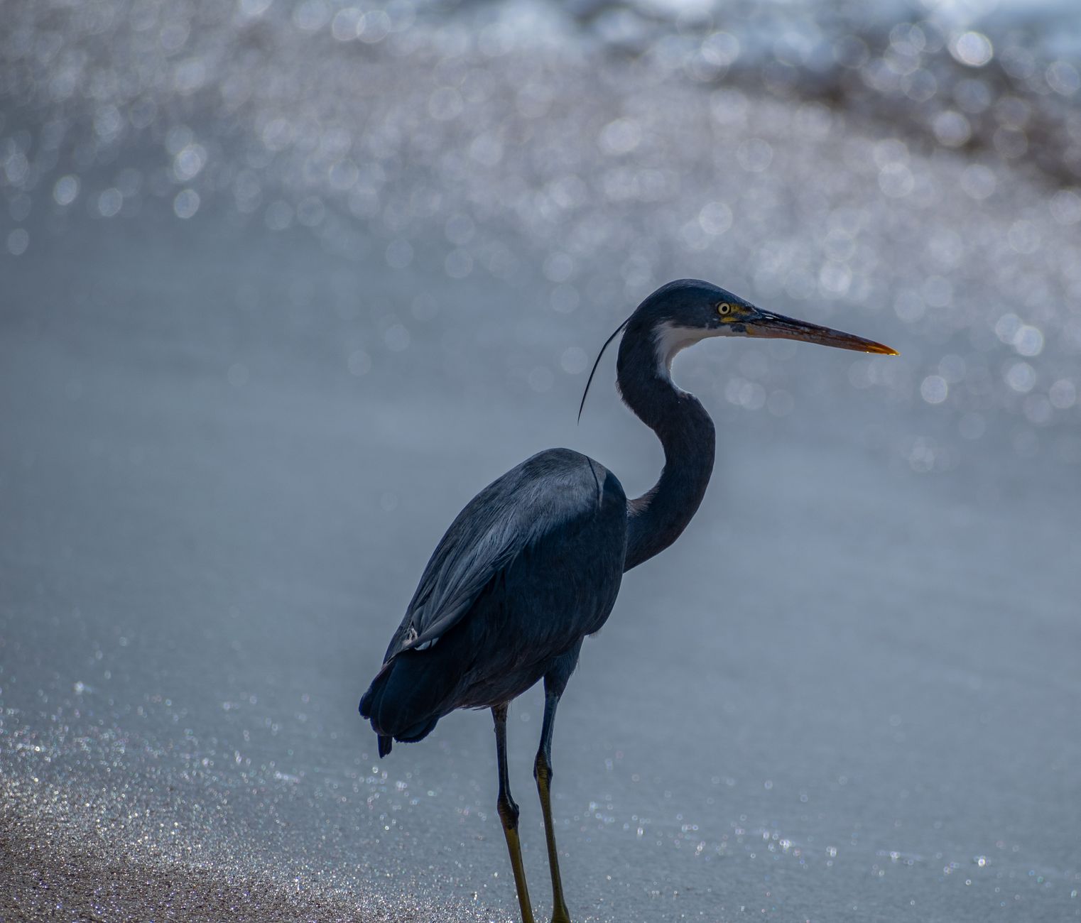 Blue Heron looks out on sparkling body of water.
